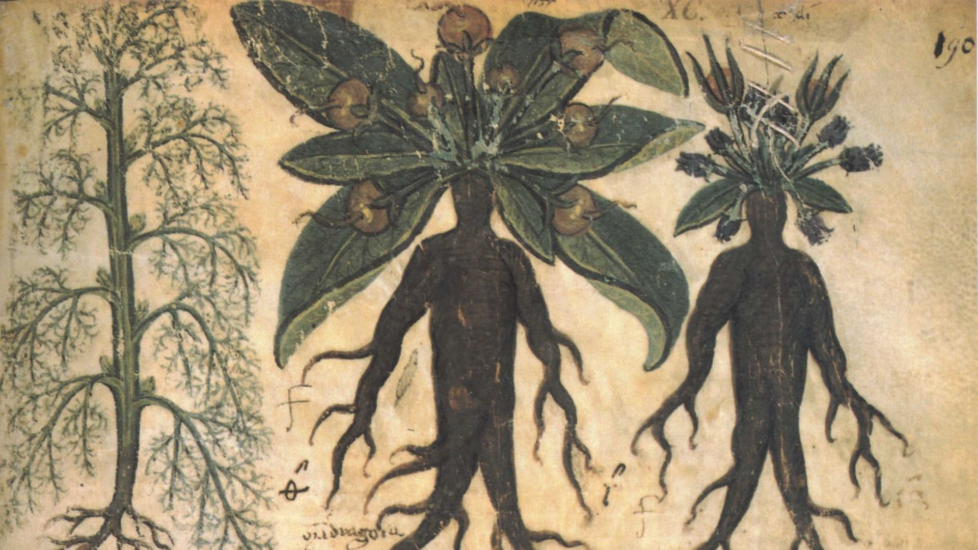 Why Does Rachel Want Leah’s Mandrakes?